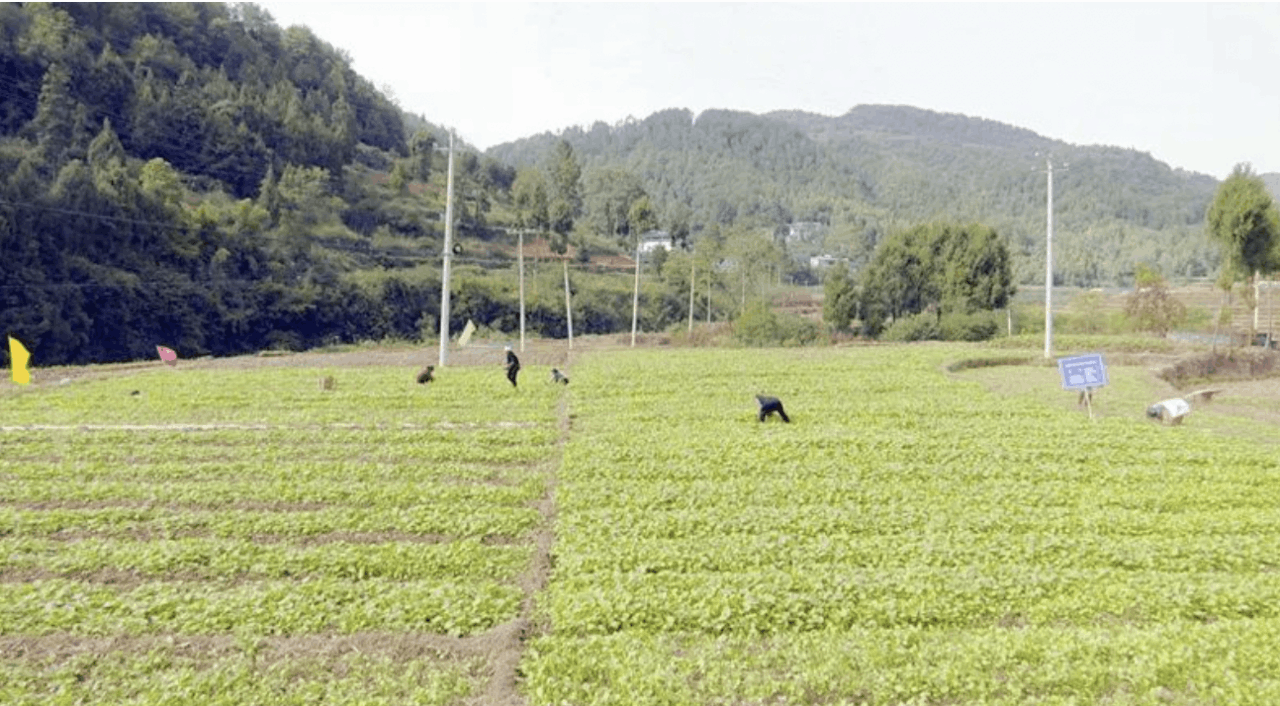 油菜花基地