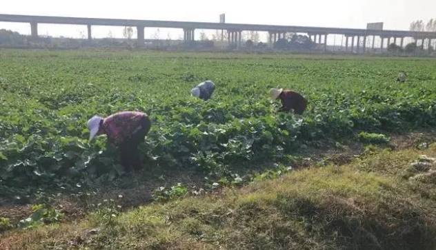 油菜移栽