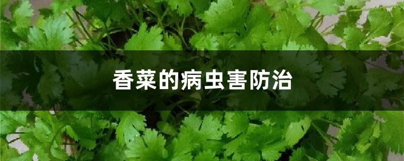 香菜病蟲害防治