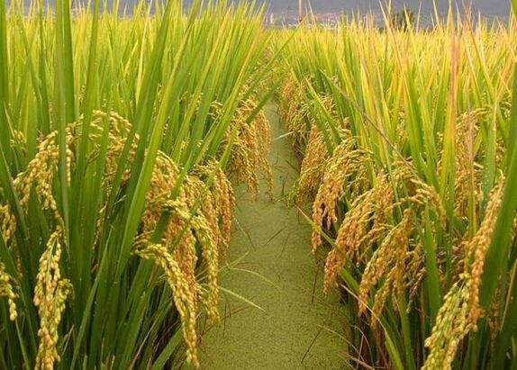 水稻直播田除草劑專用