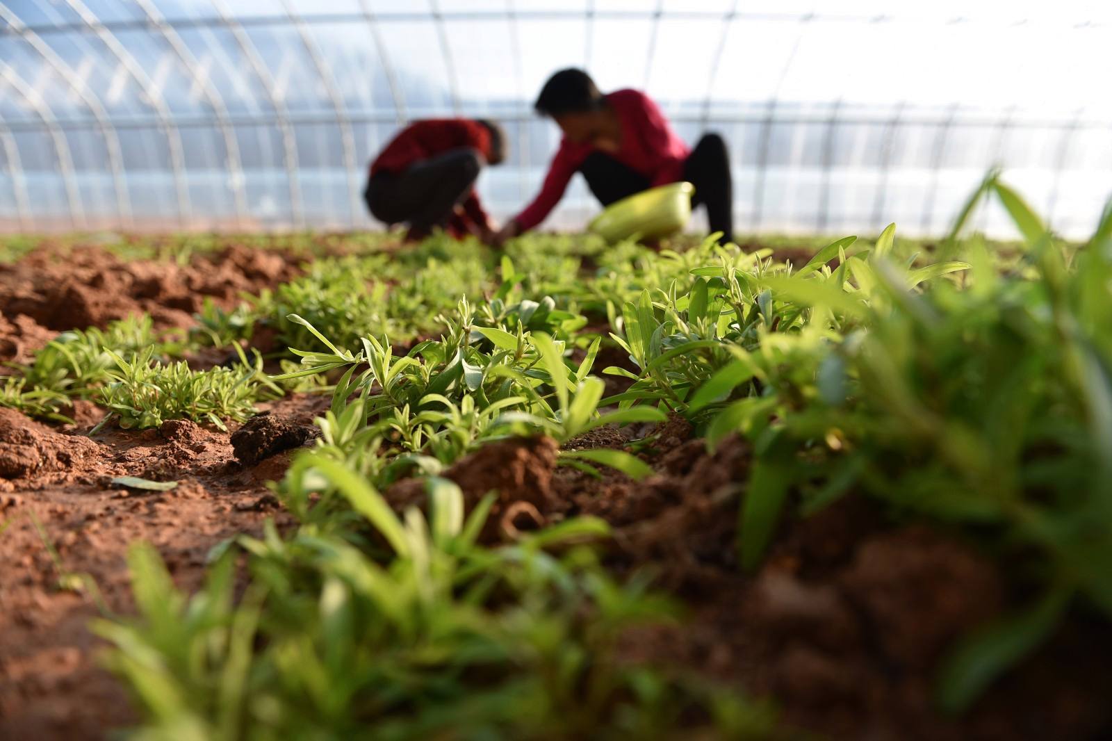 野菜大棚種植管理重點