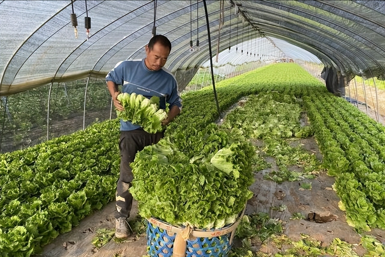 種植戶正在加緊收菜