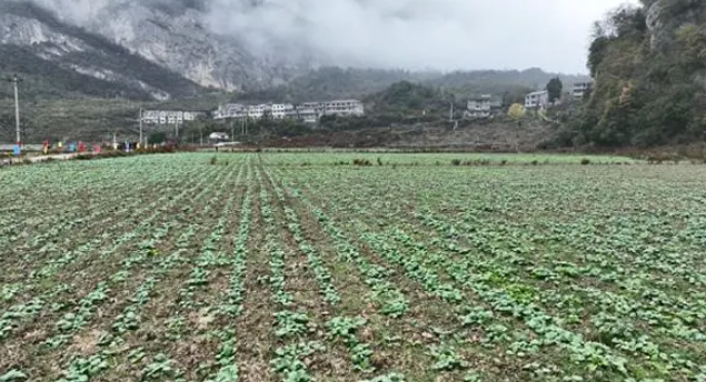 即將越冬的油菜壯苗