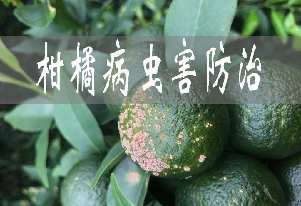 夏秋季柑橘病蟲害發生特點與防治