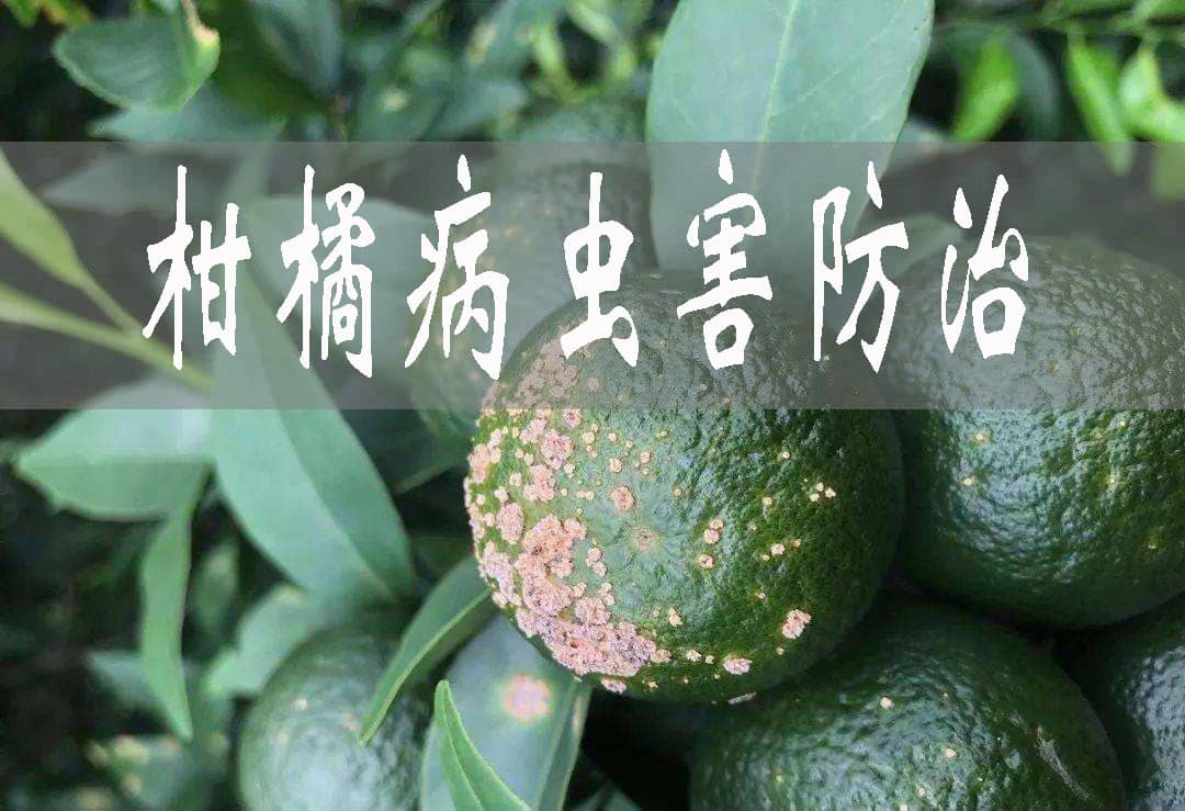 夏秋季柑橘病蟲害發(fā)生特點與防治