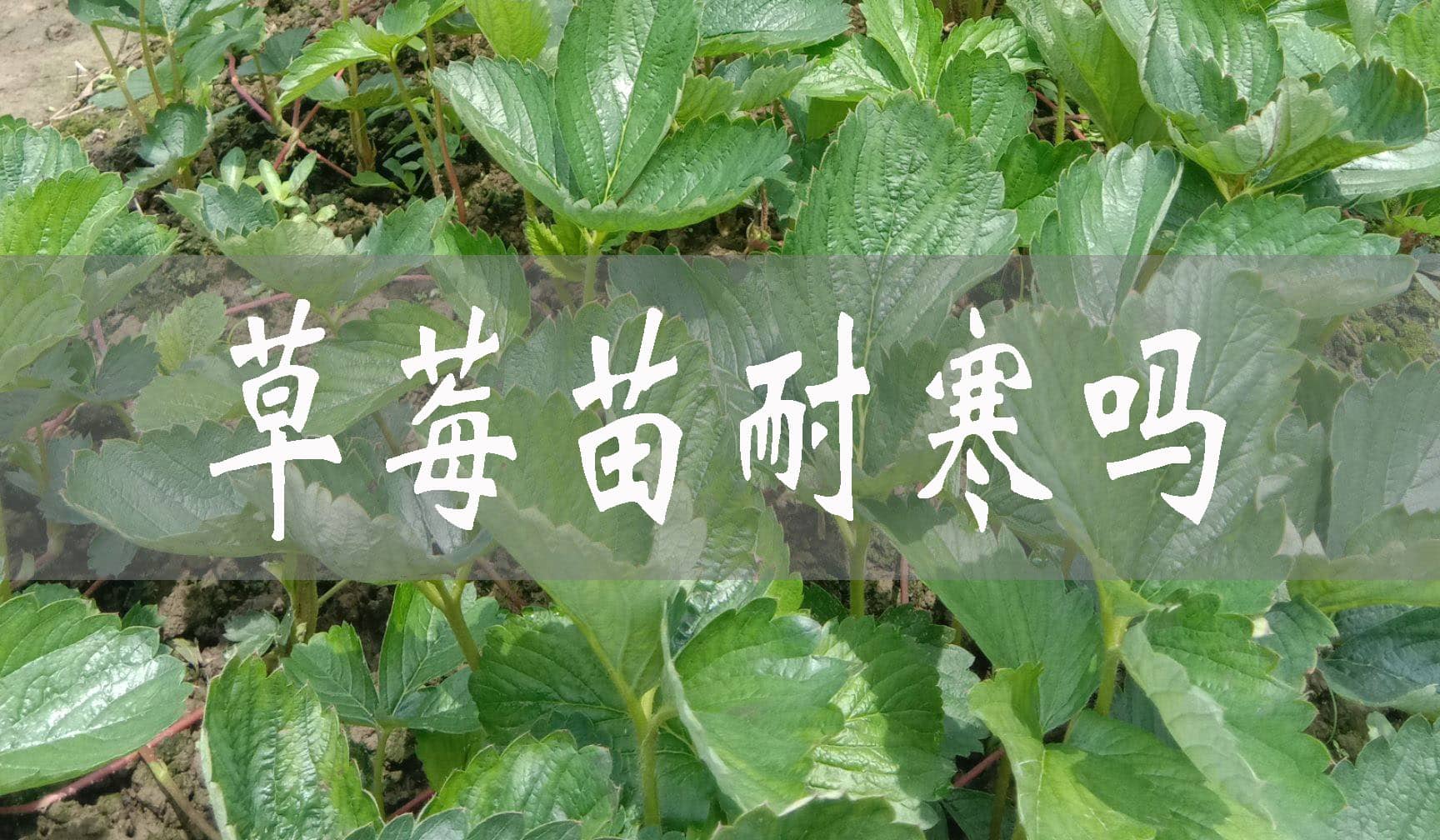 草莓苗冬天會凍死嗎?