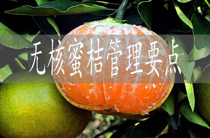 無(wú)核蜜桔的五個(gè)管理要點(diǎn)