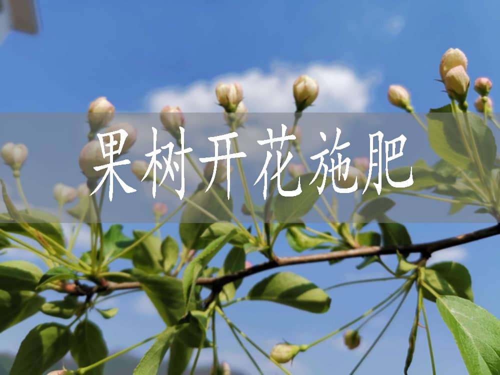 果樹開花要施什么肥