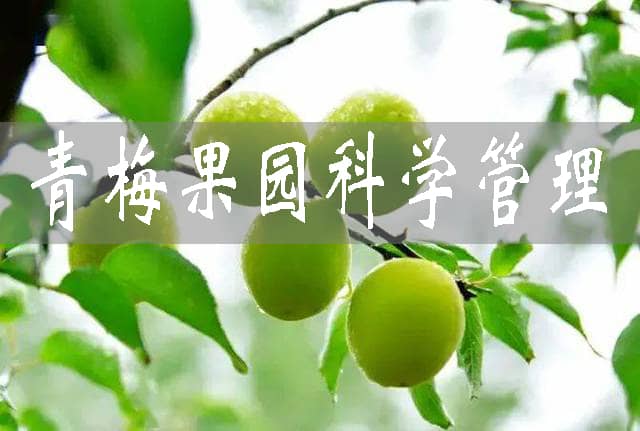 青梅果園如何科學(xué)管理