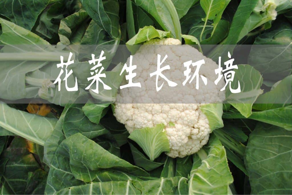 花菜是十字花科蔬菜嗎