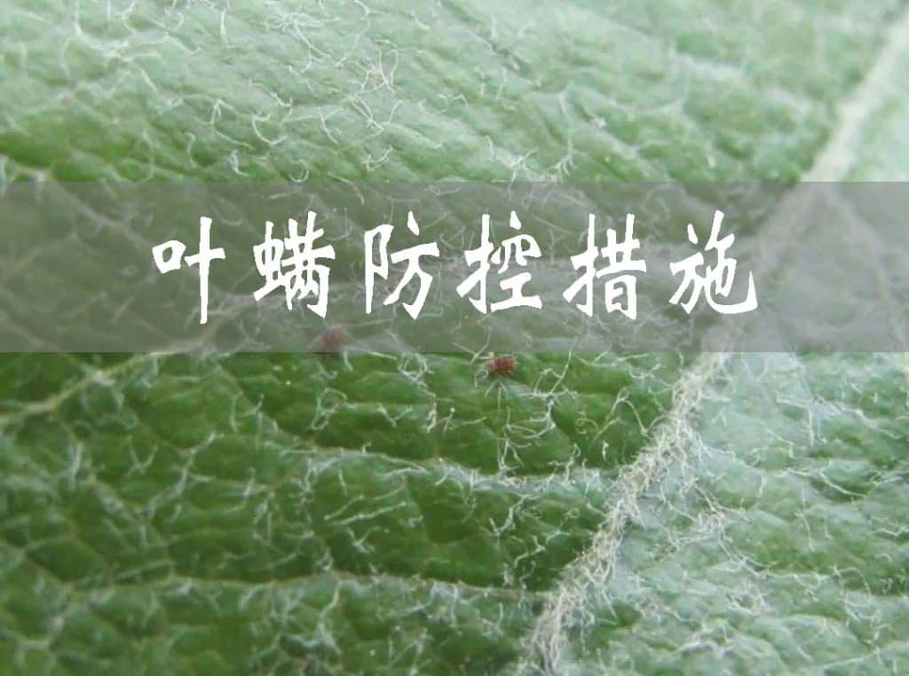 控制大棚葉螨的常規(guī)措施