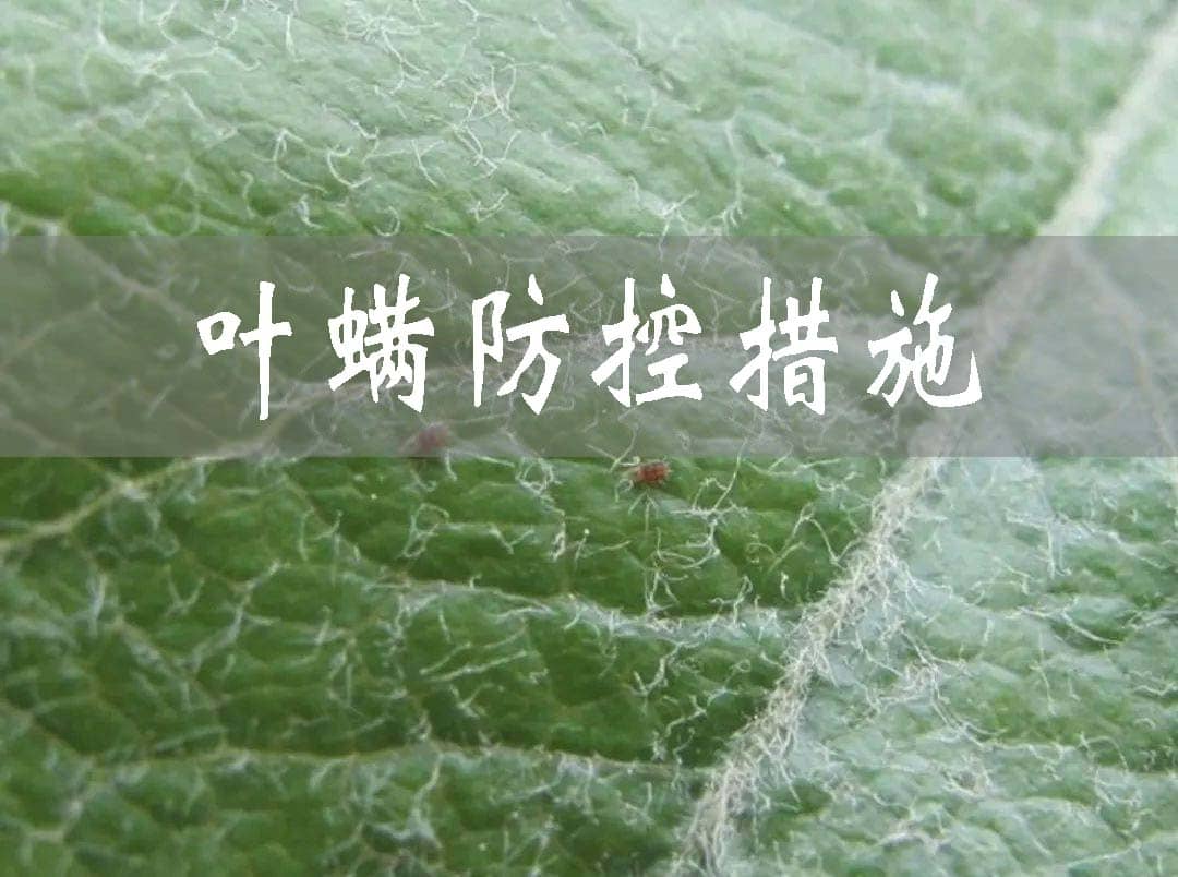 控制大棚葉螨的常規措施