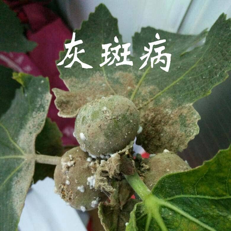 無花果灰斑病癥狀