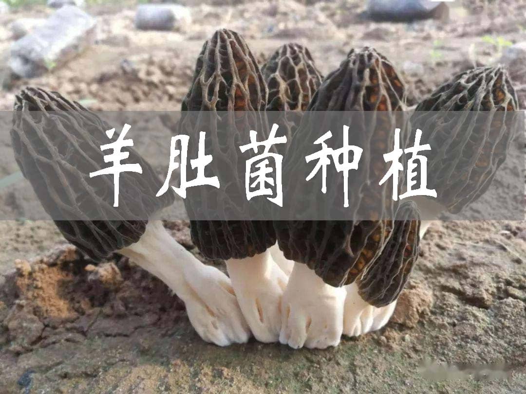 小小羊肚菌撐起“致富傘”