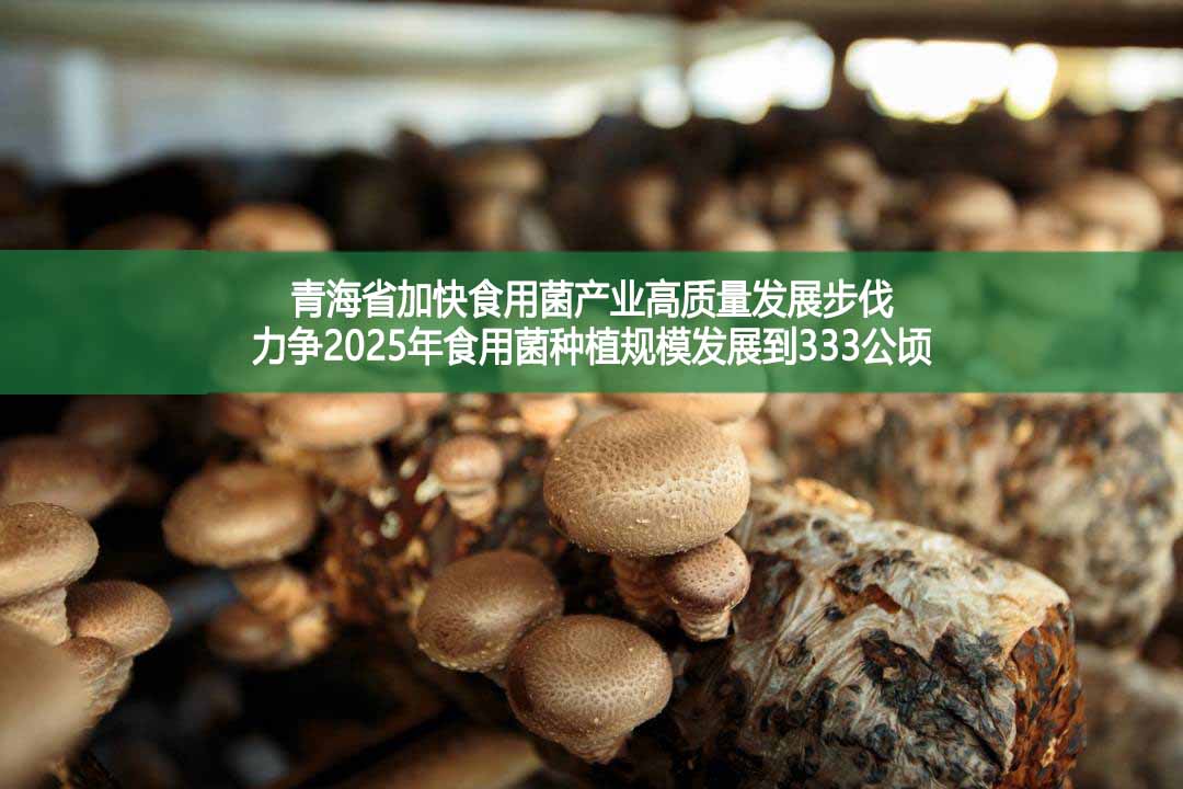 青海省加快食用菌產(chǎn)業(yè)高質(zhì)量發(fā)展步伐　力爭(zhēng)2025年食用菌種植規(guī)模發(fā)展到333公頃