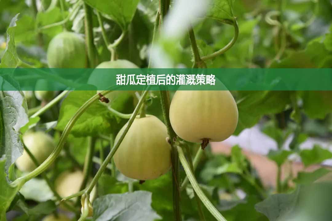 甜瓜定植后的灌溉策略