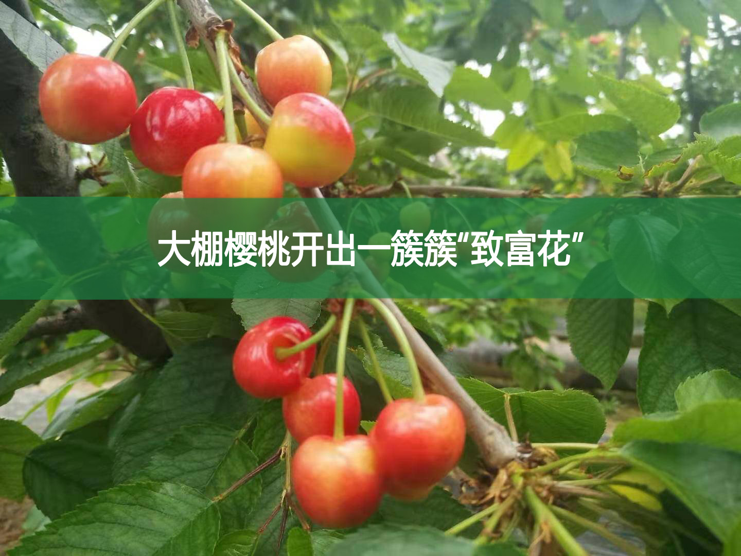 大棚櫻桃開出一簇簇“致富花”