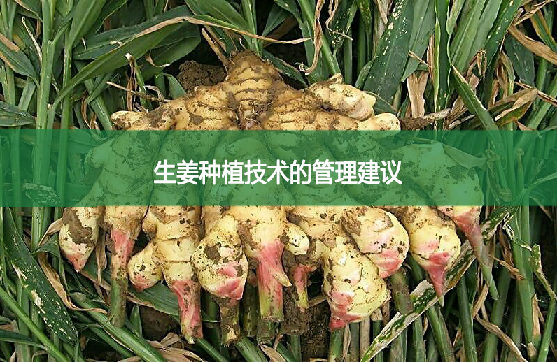 生姜種植技術的管理建議