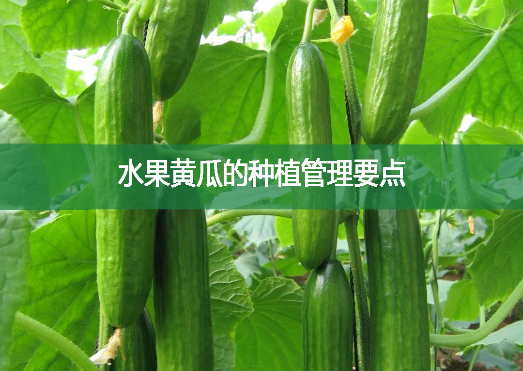 水果黃瓜的種植管理要點