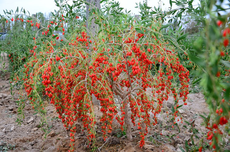 枸杞種植