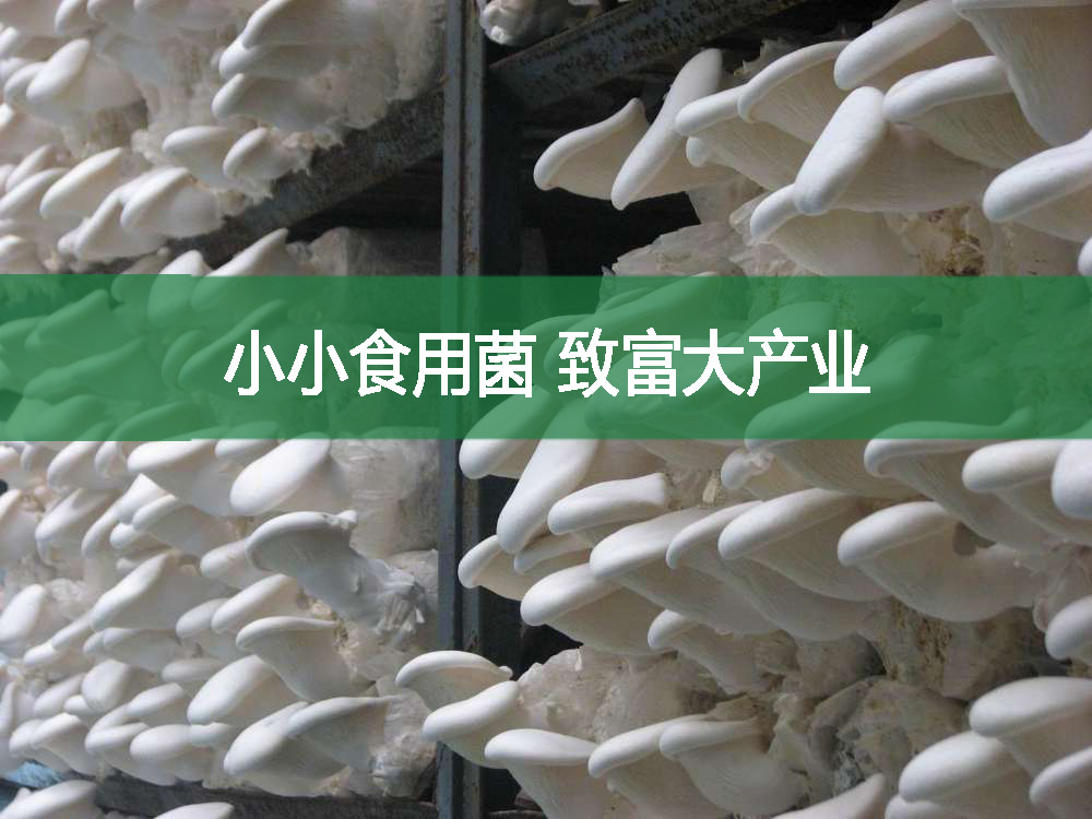 小小食用菌 致富大產(chǎn)業(yè)