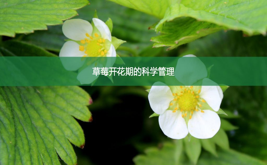 草莓開花期的科學(xué)管理