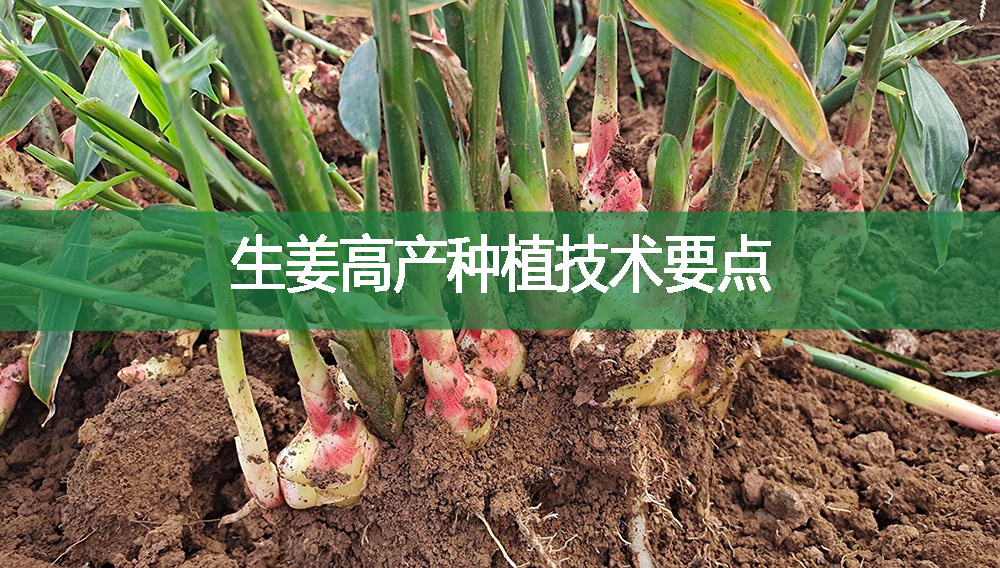 生姜高產種植技術要點