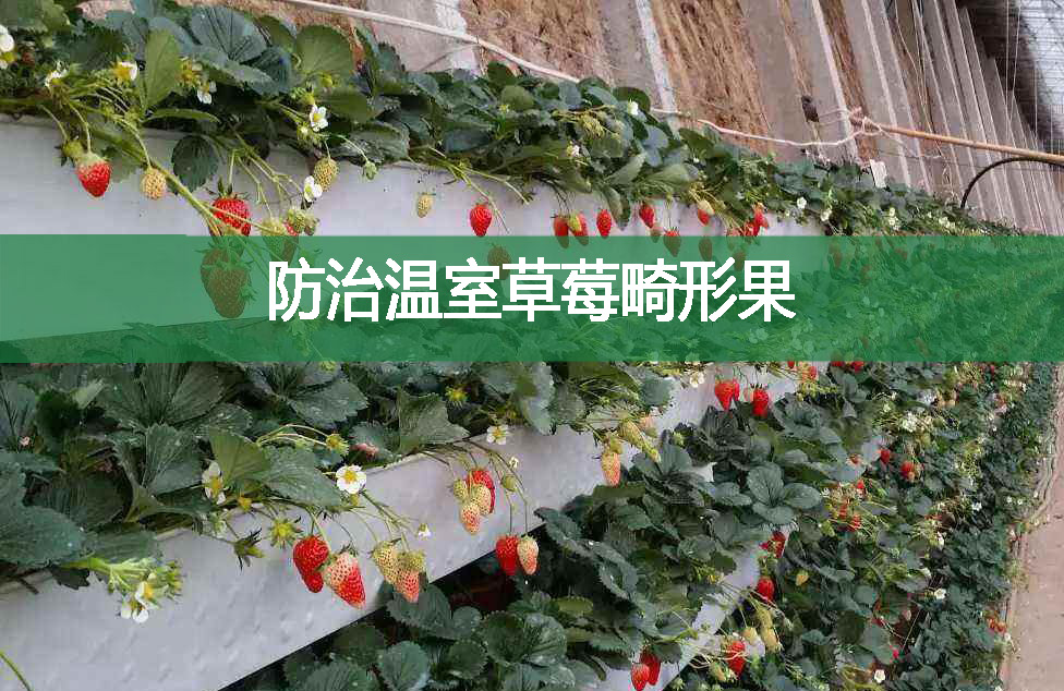 防治溫室草莓畸形果