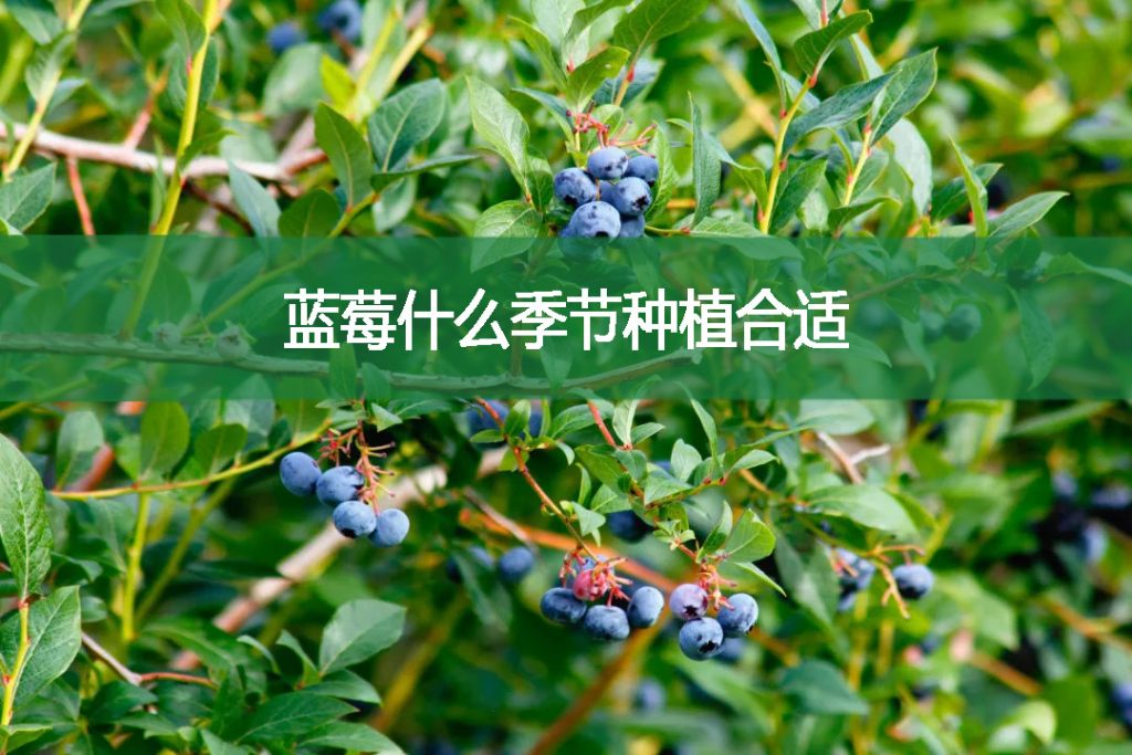 藍莓什么季節種植合適