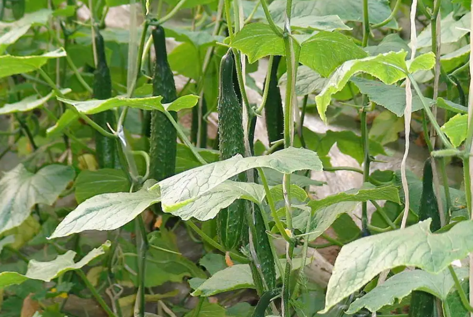 黃瓜種植大棚