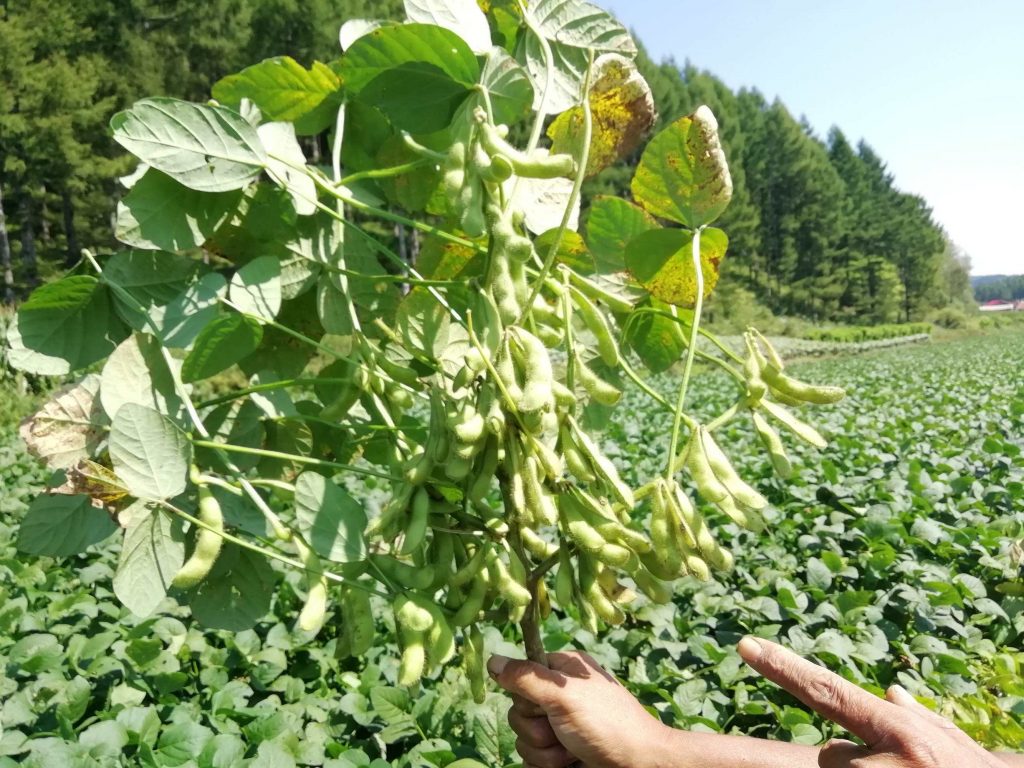 大豆種植