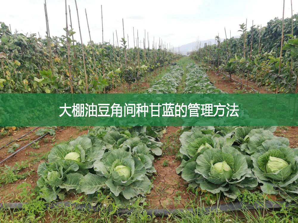 大棚油豆角間種甘藍的管理方法