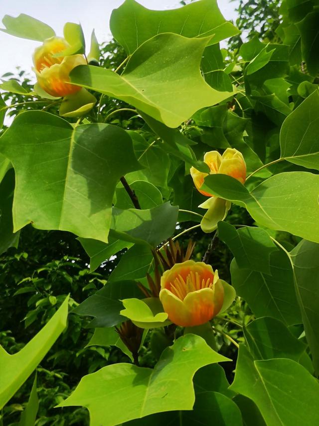 鵝掌楸種植