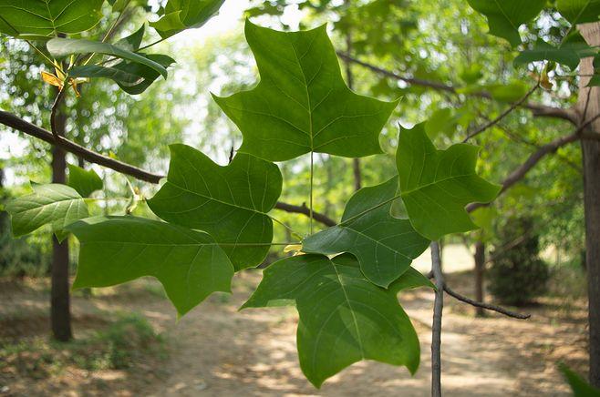 鵝掌楸種植