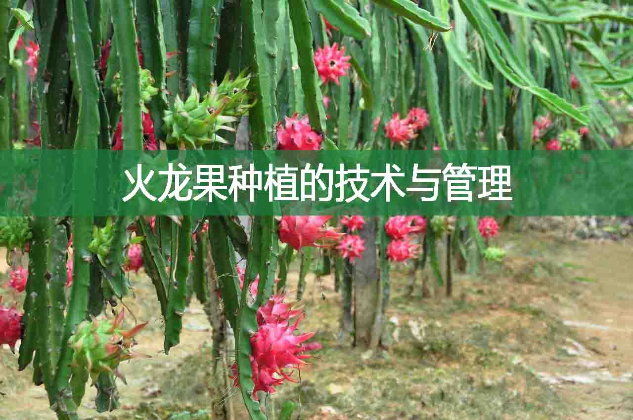 火龍果種植的技術(shù)與管理