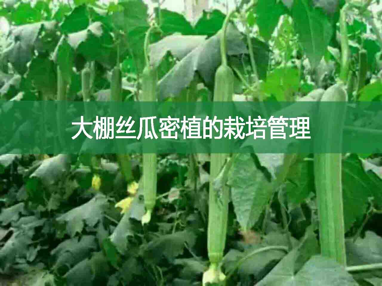 大棚絲瓜密植的栽培管理