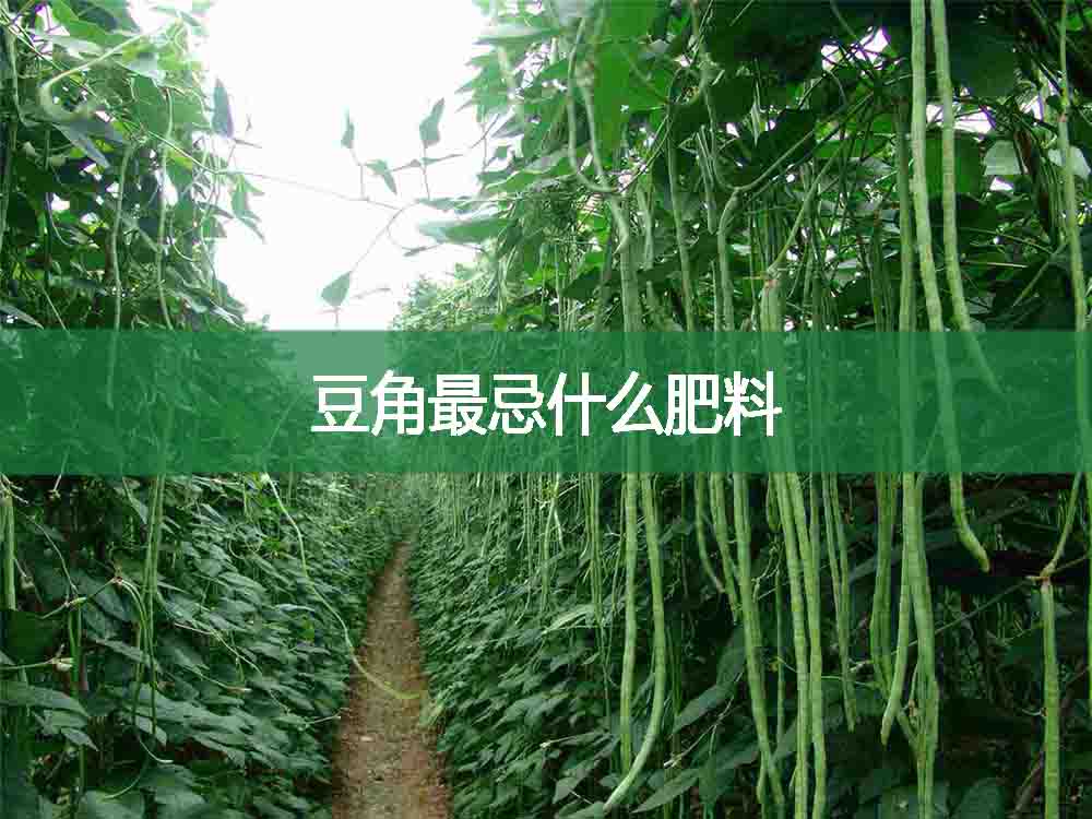 豆角最忌什么肥料