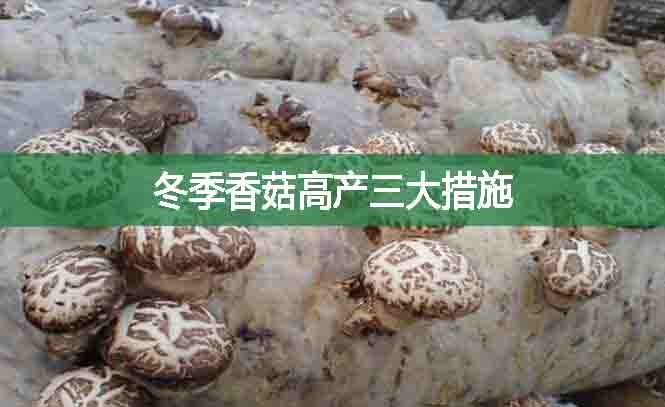 冬季香菇高產三大措施