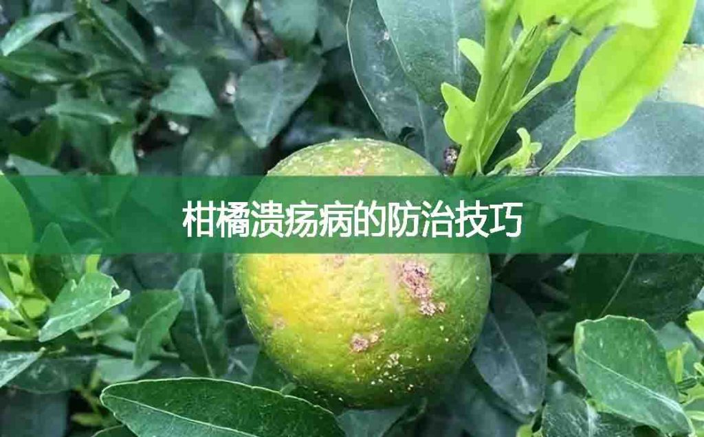 柑橘潰瘍病的防治技巧