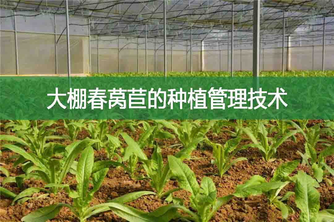 大棚春萵苣的種植管理技術