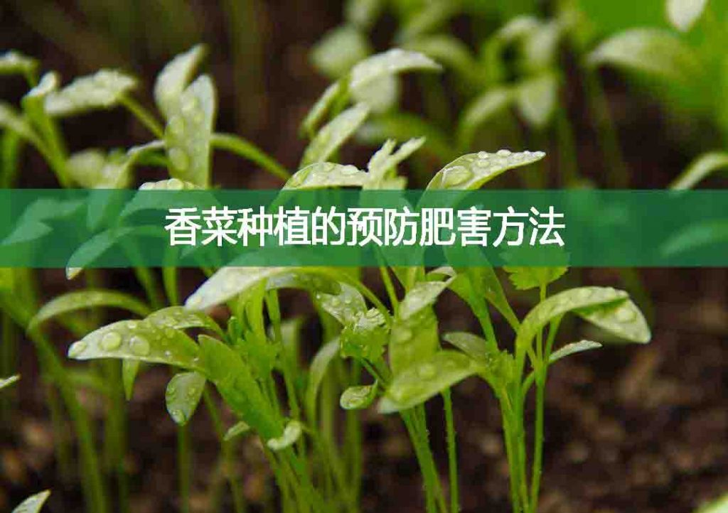 香菜種植的預防肥害方法