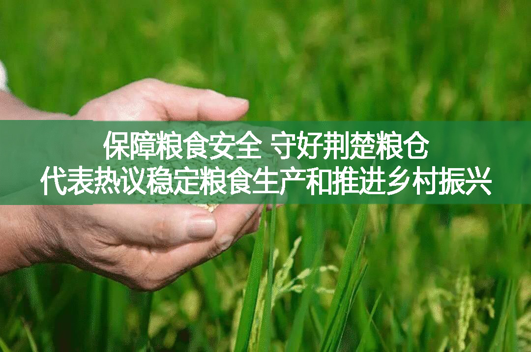 保障糧食安全 守好荊楚糧倉(cāng)——代表熱議穩(wěn)定糧食生產(chǎn)和推進(jìn)鄉(xiāng)村振興