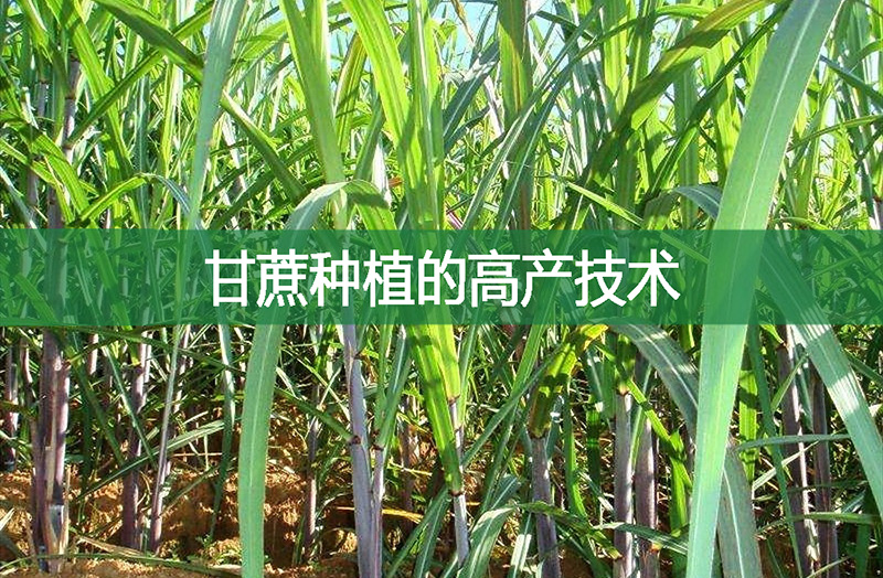 甘蔗種植的高產(chǎn)技術(shù)