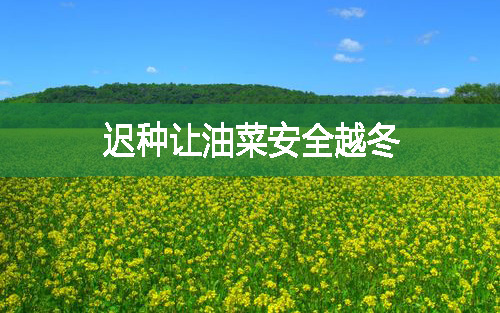 遲種讓油菜安全越冬