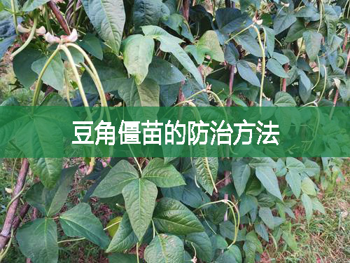 豆角僵苗的防治方法