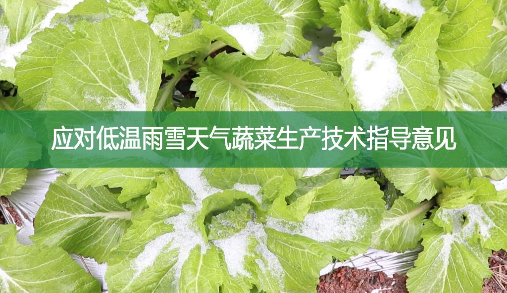 應對低溫雨雪天氣蔬菜生產技術指導意見