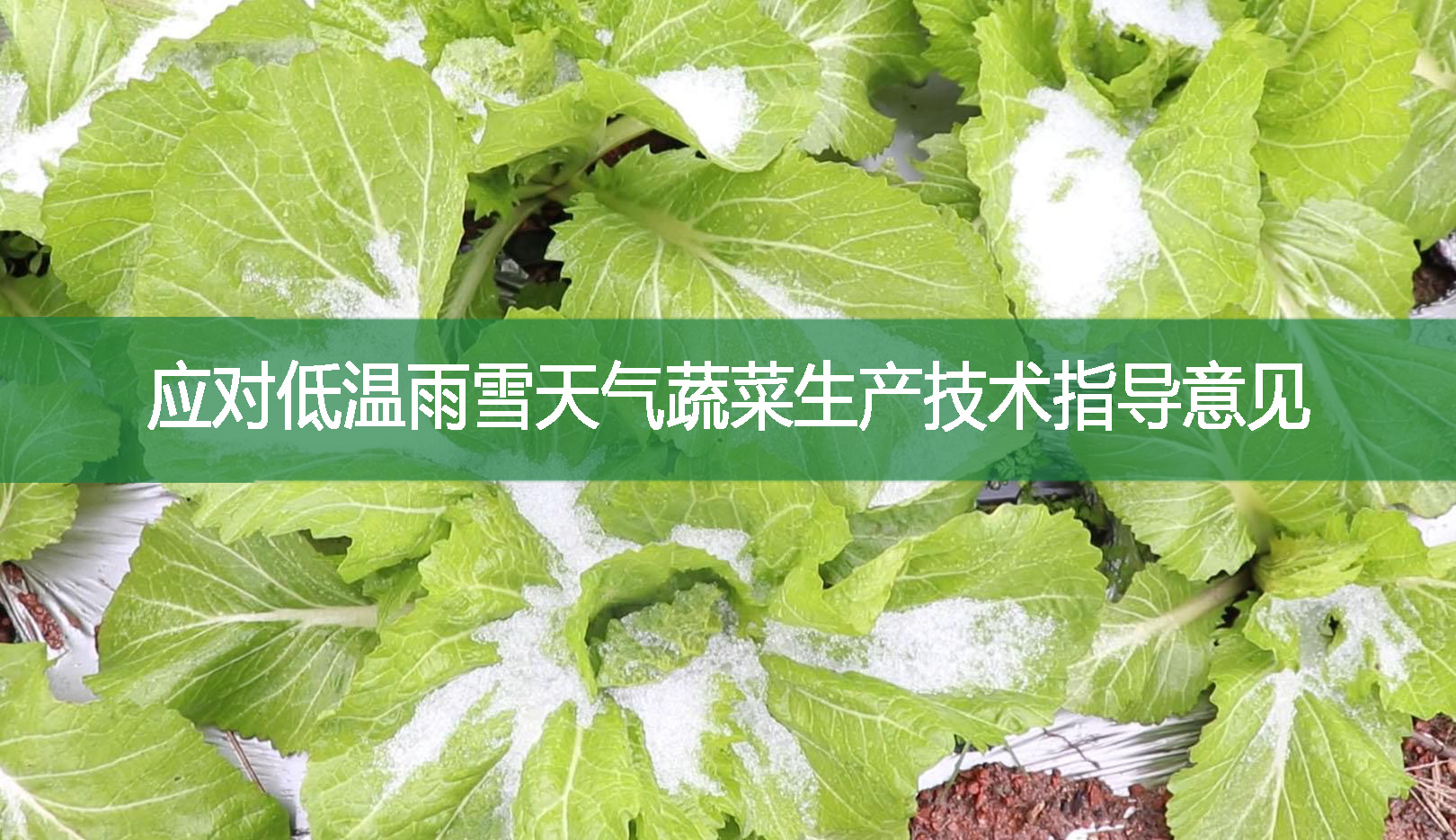 應(yīng)對低溫雨雪天氣蔬菜生產(chǎn)技術(shù)指導(dǎo)意見