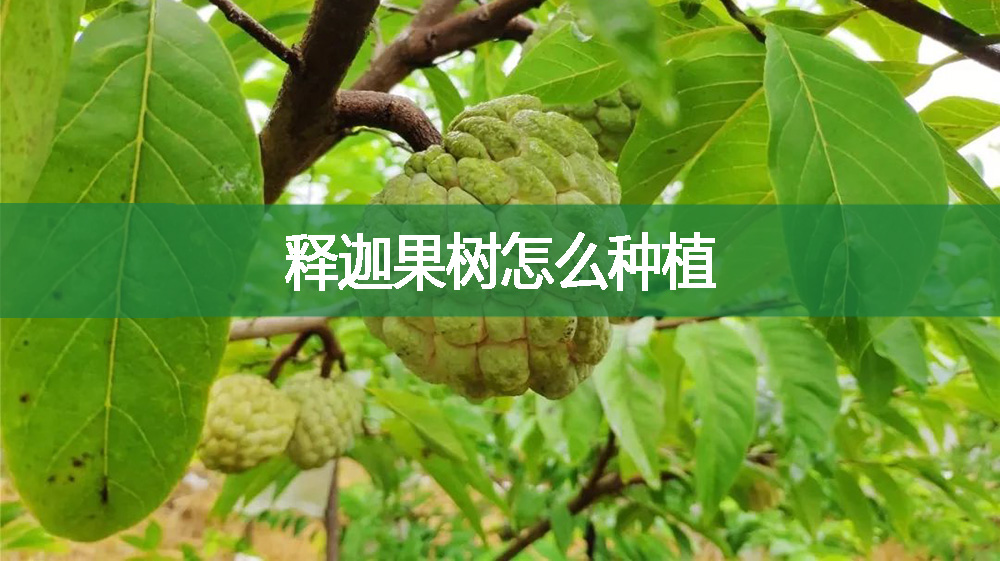 釋迦果樹怎么種植