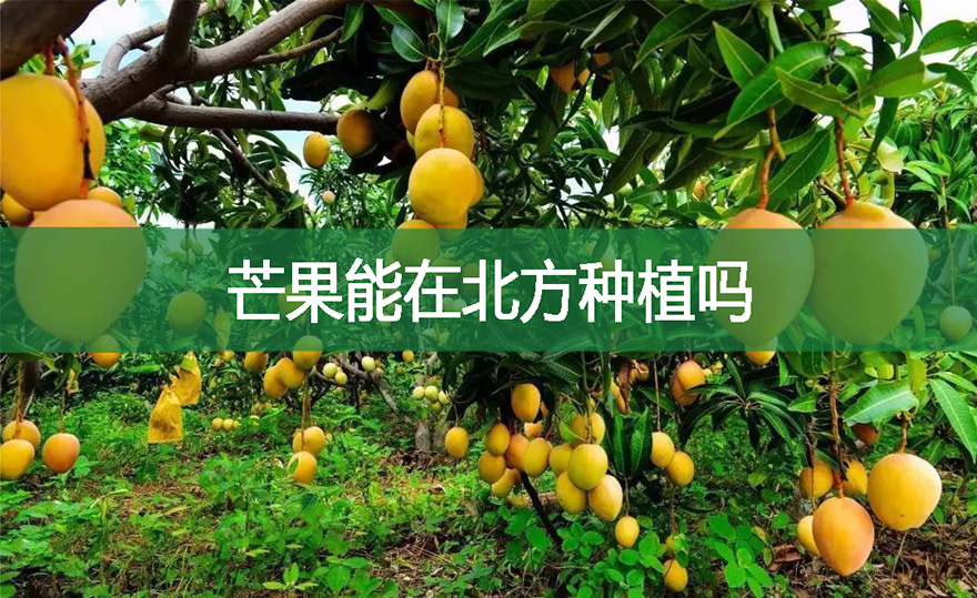 芒果能在北方種植嗎?