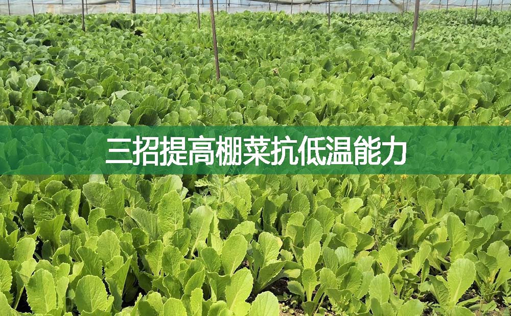 三招提高棚菜抗低溫能力